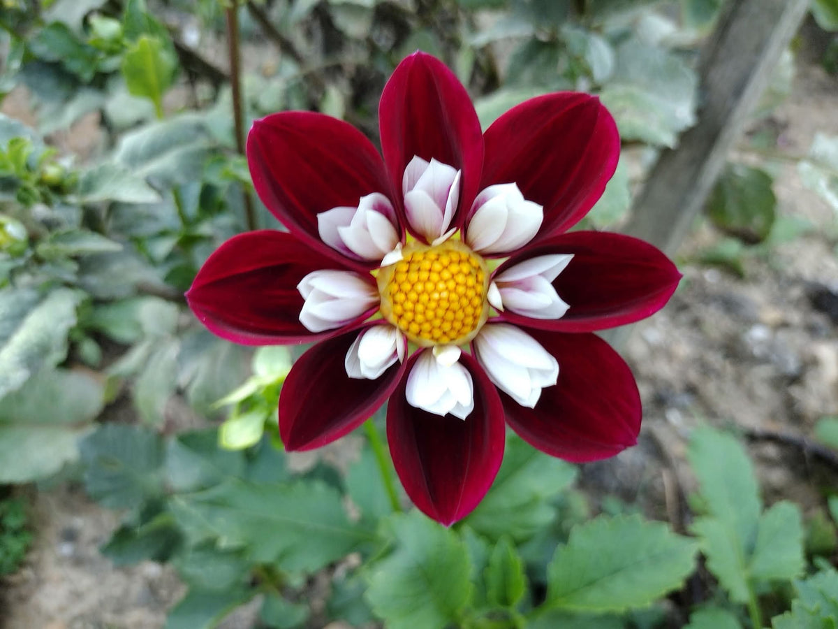 Mary Eveline