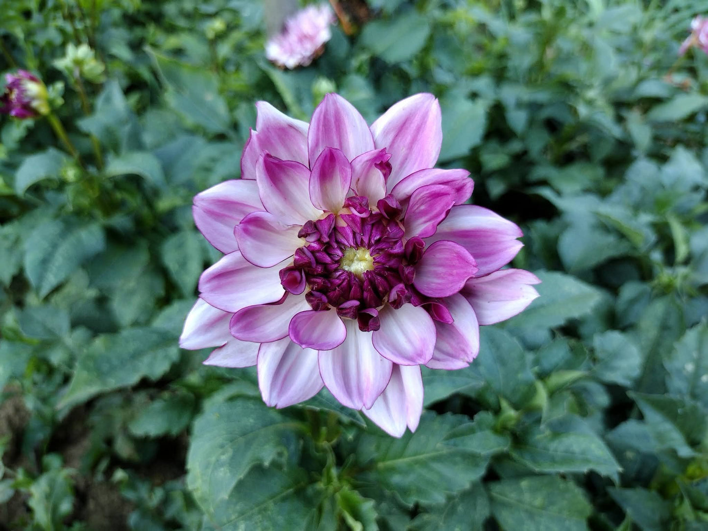 Creme De Cassis