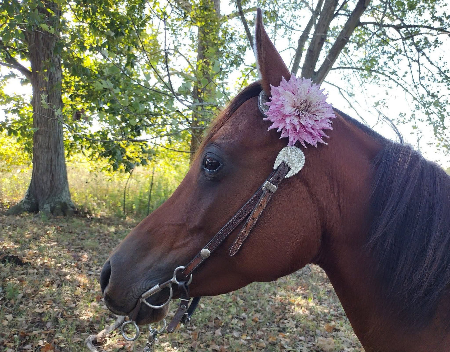 AC Crazy Train (limited stock)