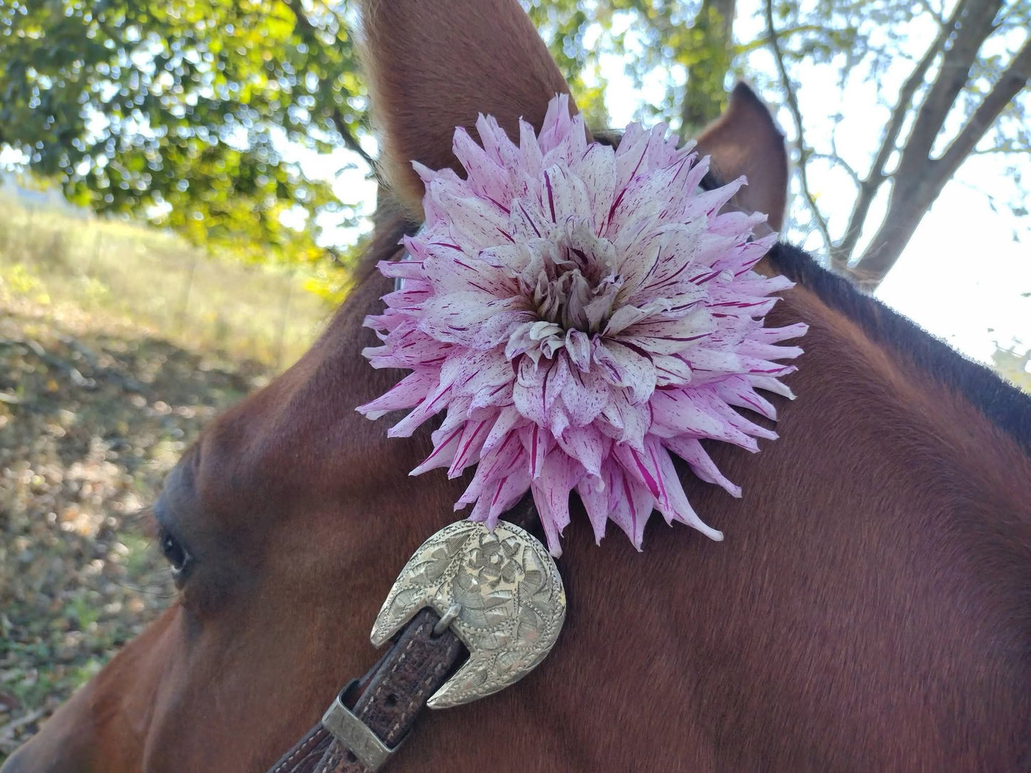 AC Crazy Train (limited stock)