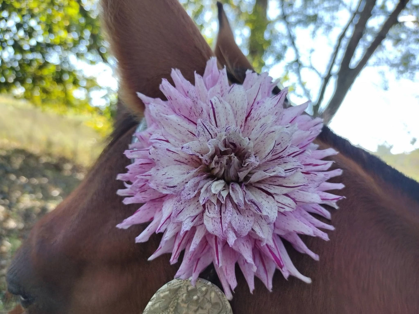 AC Crazy Train (limited stock)