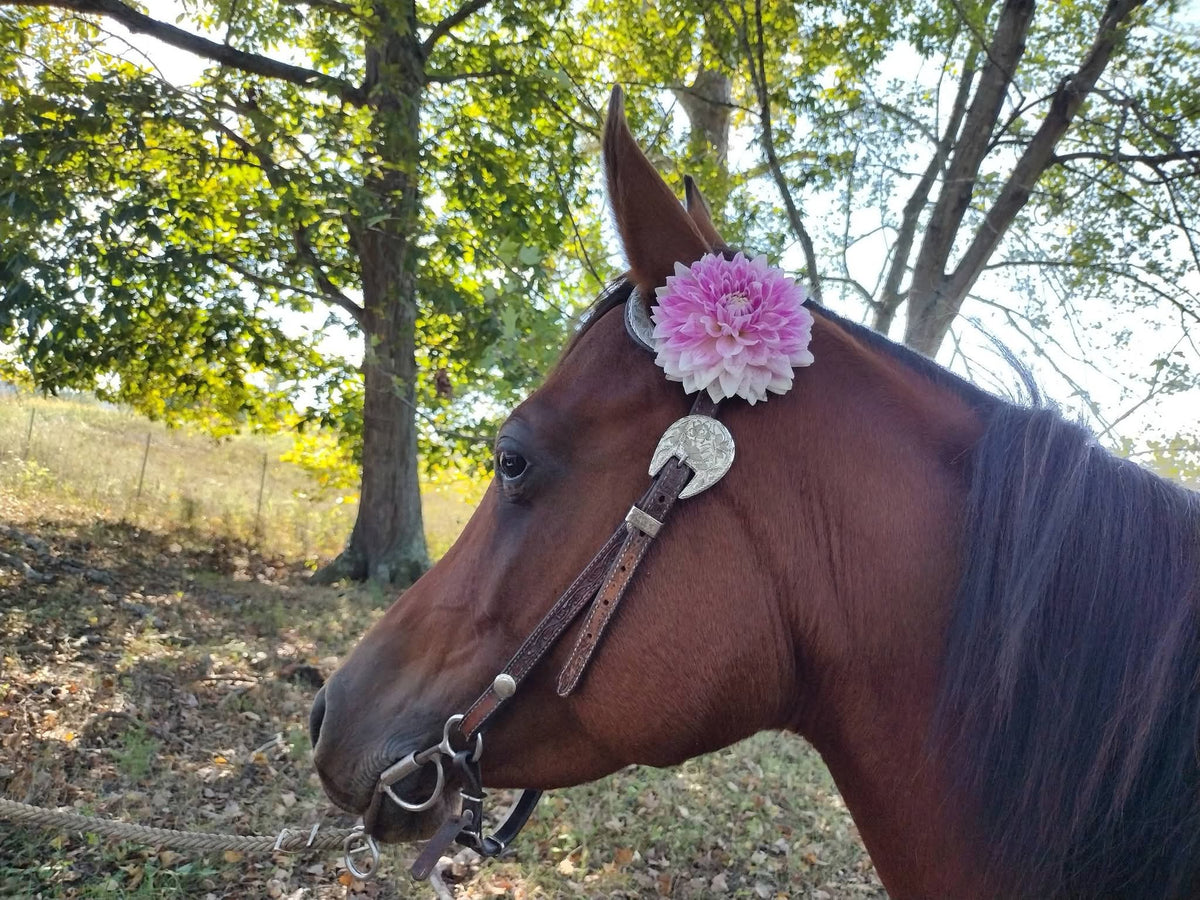 BJ's Dusty Rose