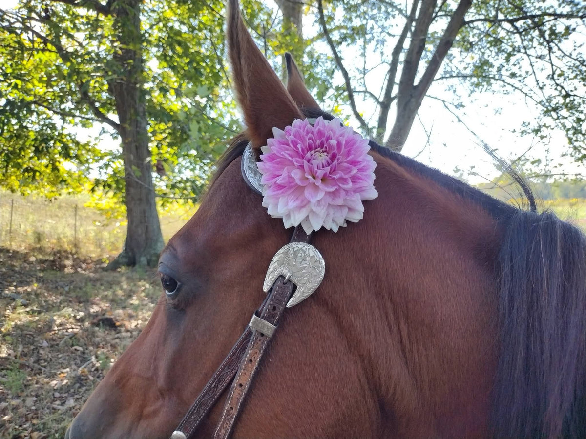 BJ's Dusty Rose