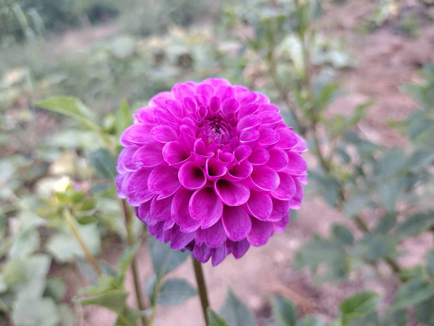 Robann Royal