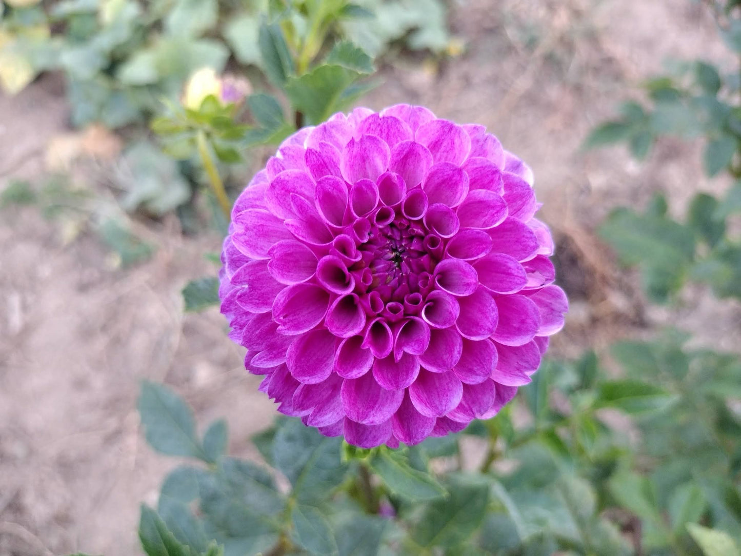 Robann Royal