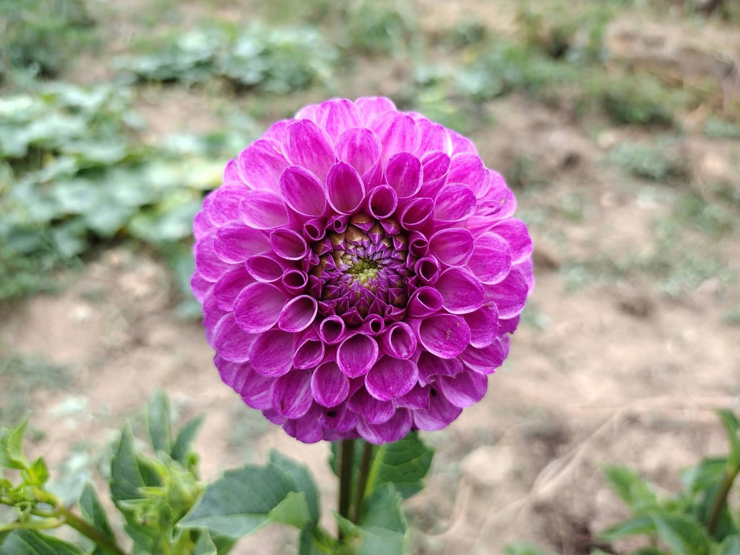 Robann Royal