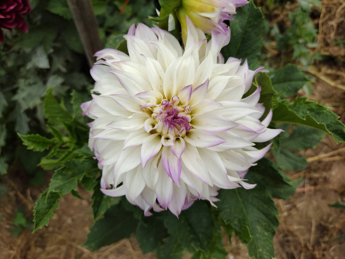 Bloomquist Sterling (limited stock)