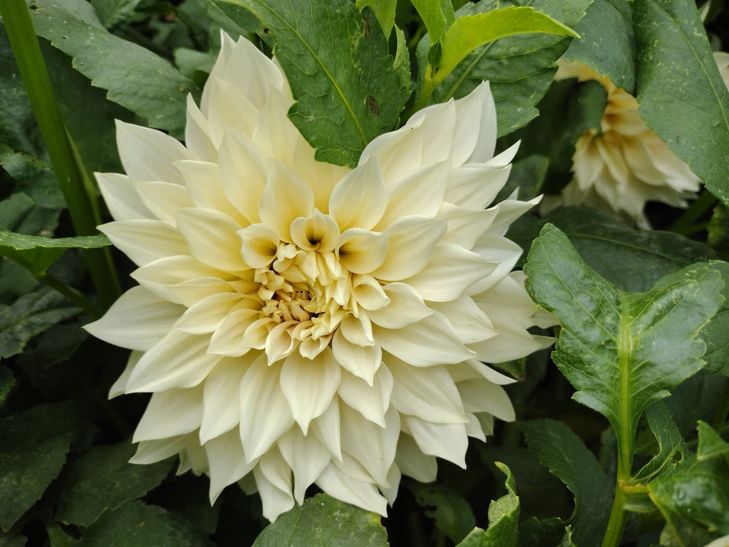 Cafe Au Lait (limited stock)