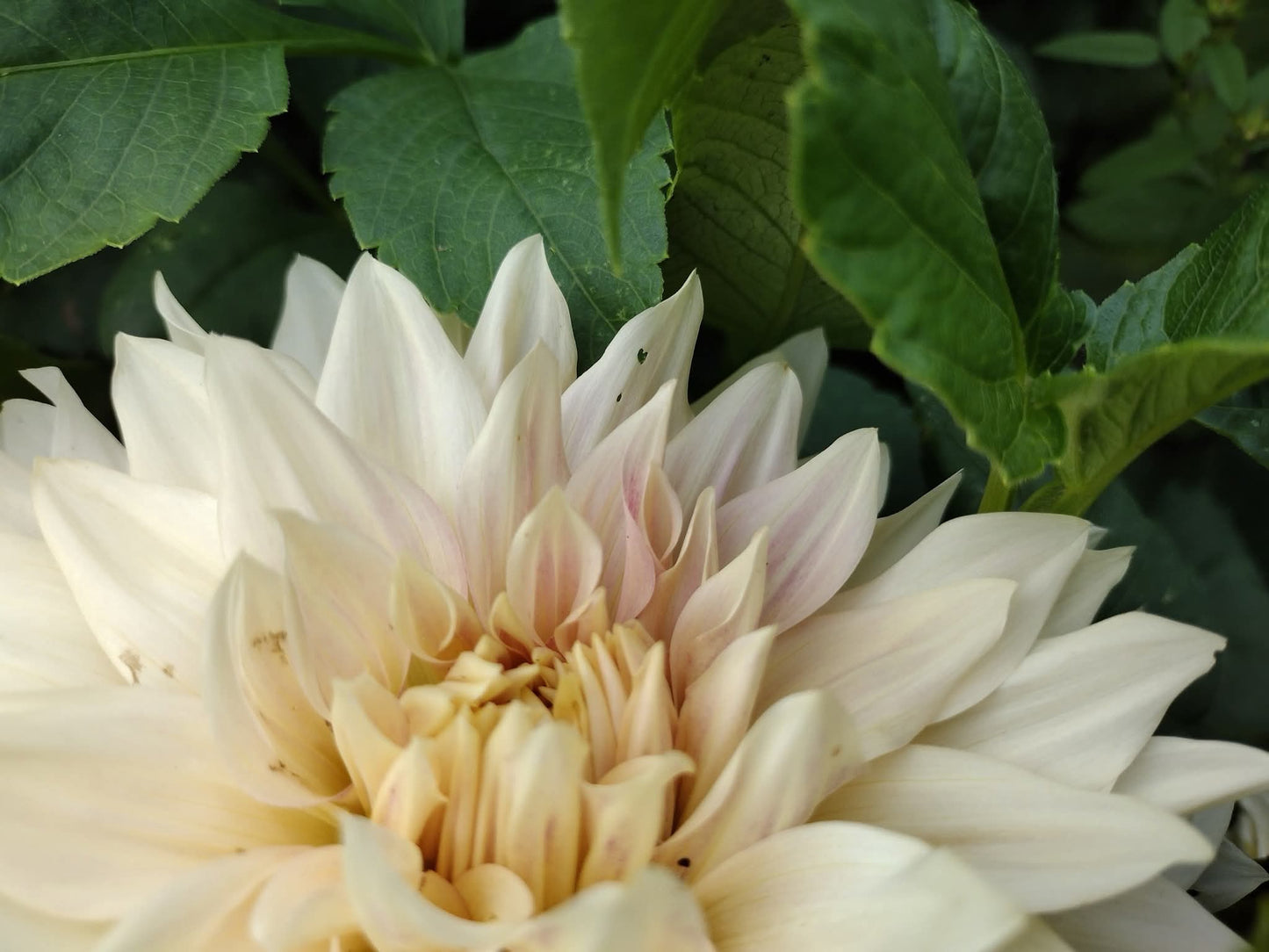 Cafe Au Lait (limited stock)