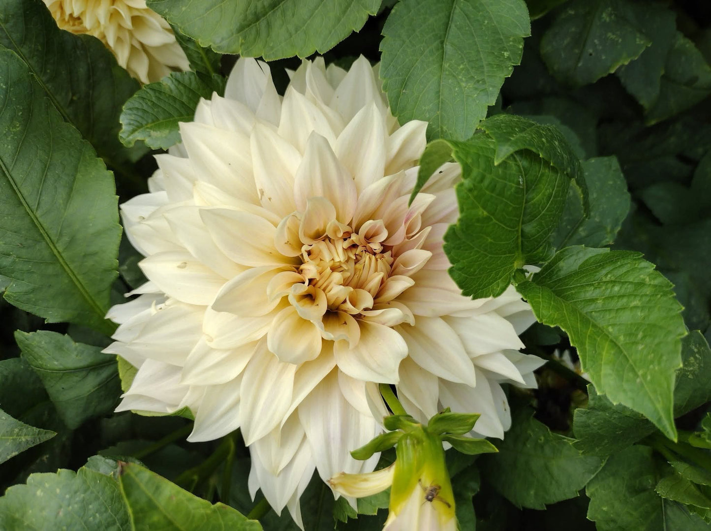 Cafe Au Lait (limited stock)