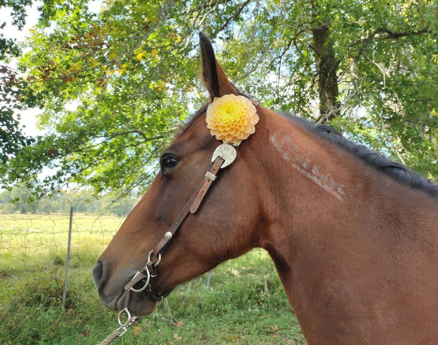 Honeydew
