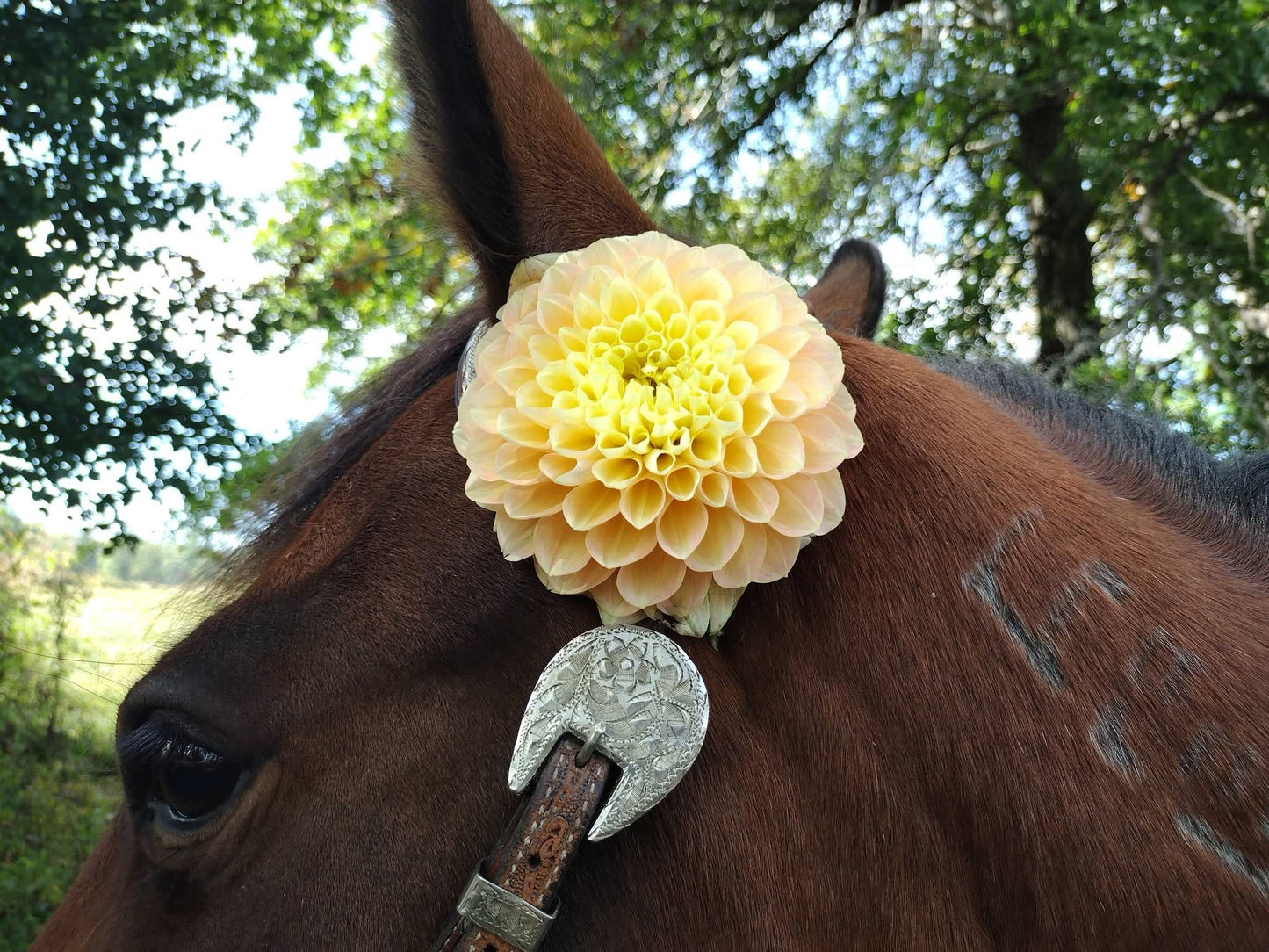Honeydew