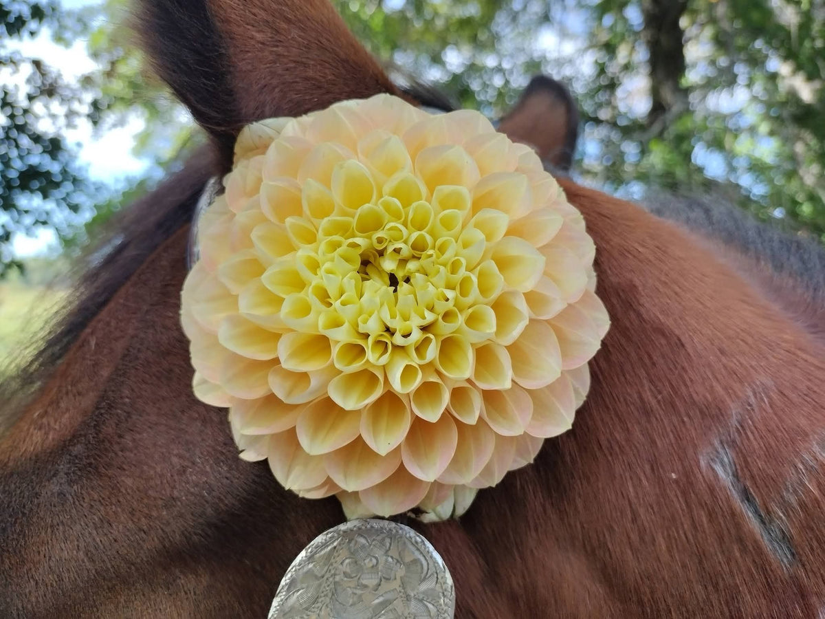 Honeydew
