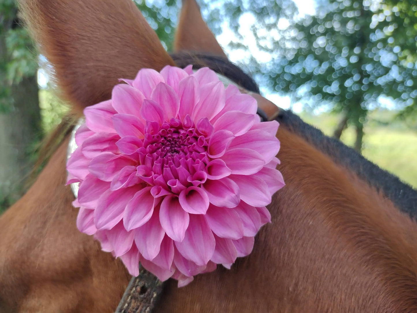 River's Bubblegum (limited stock)