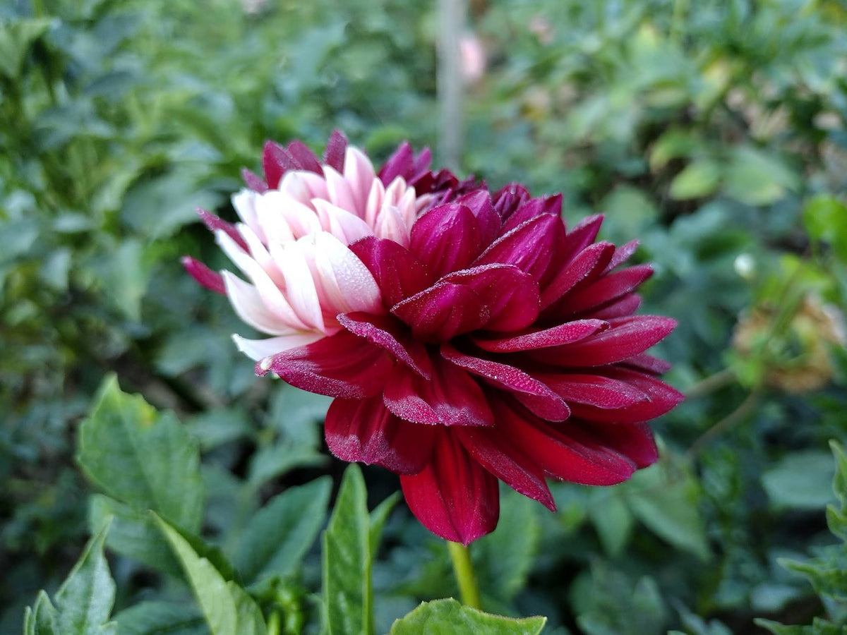 Hollyhill Court Jester (limited stock)