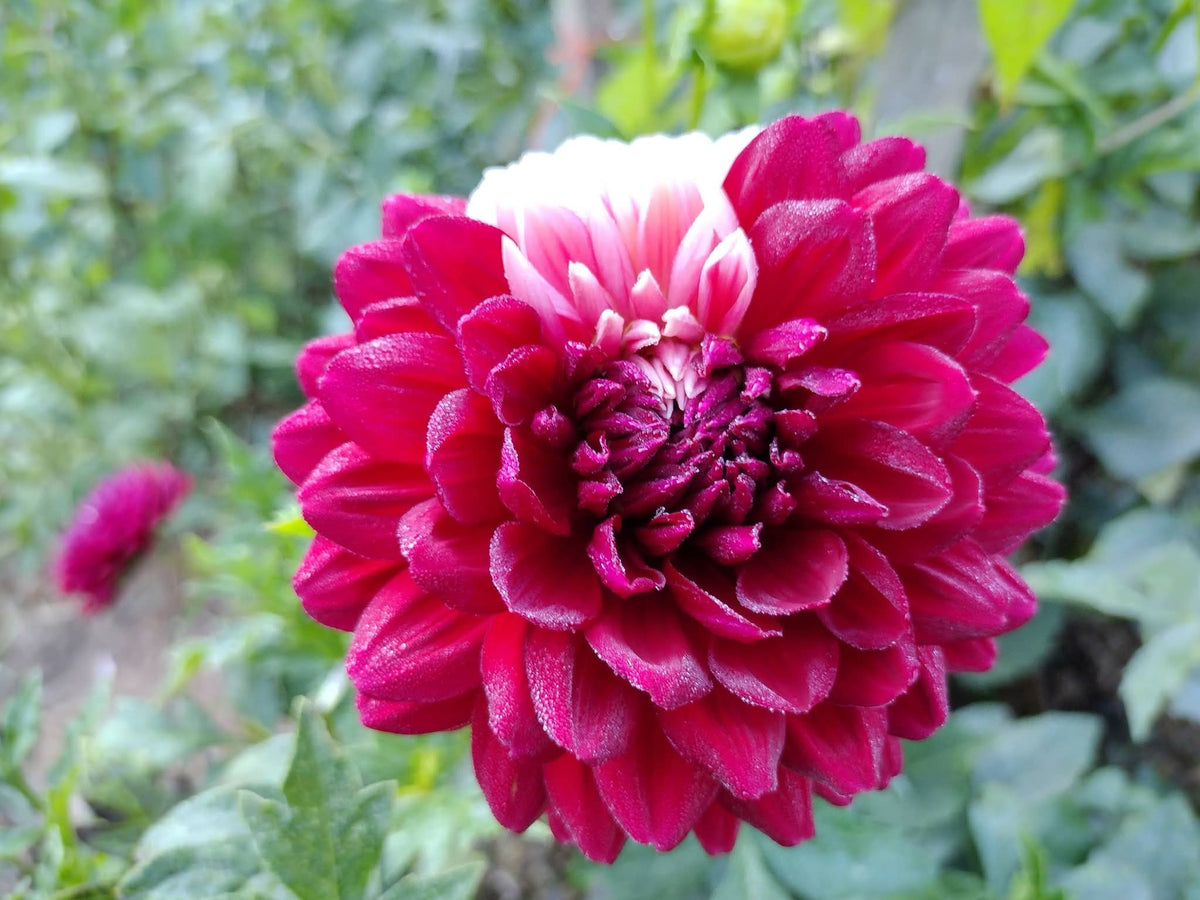 Hollyhill Court Jester (limited stock)