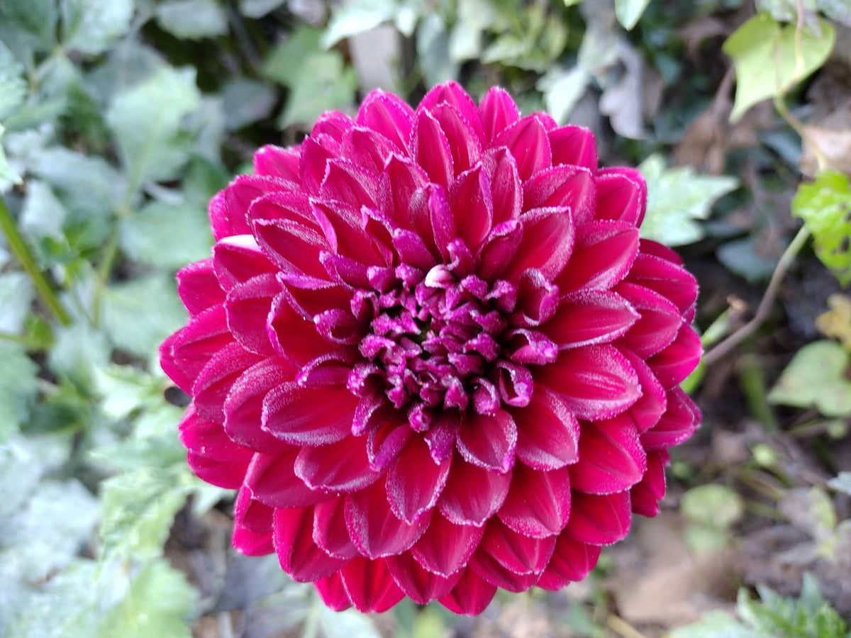 Hollyhill Court Jester (limited stock)