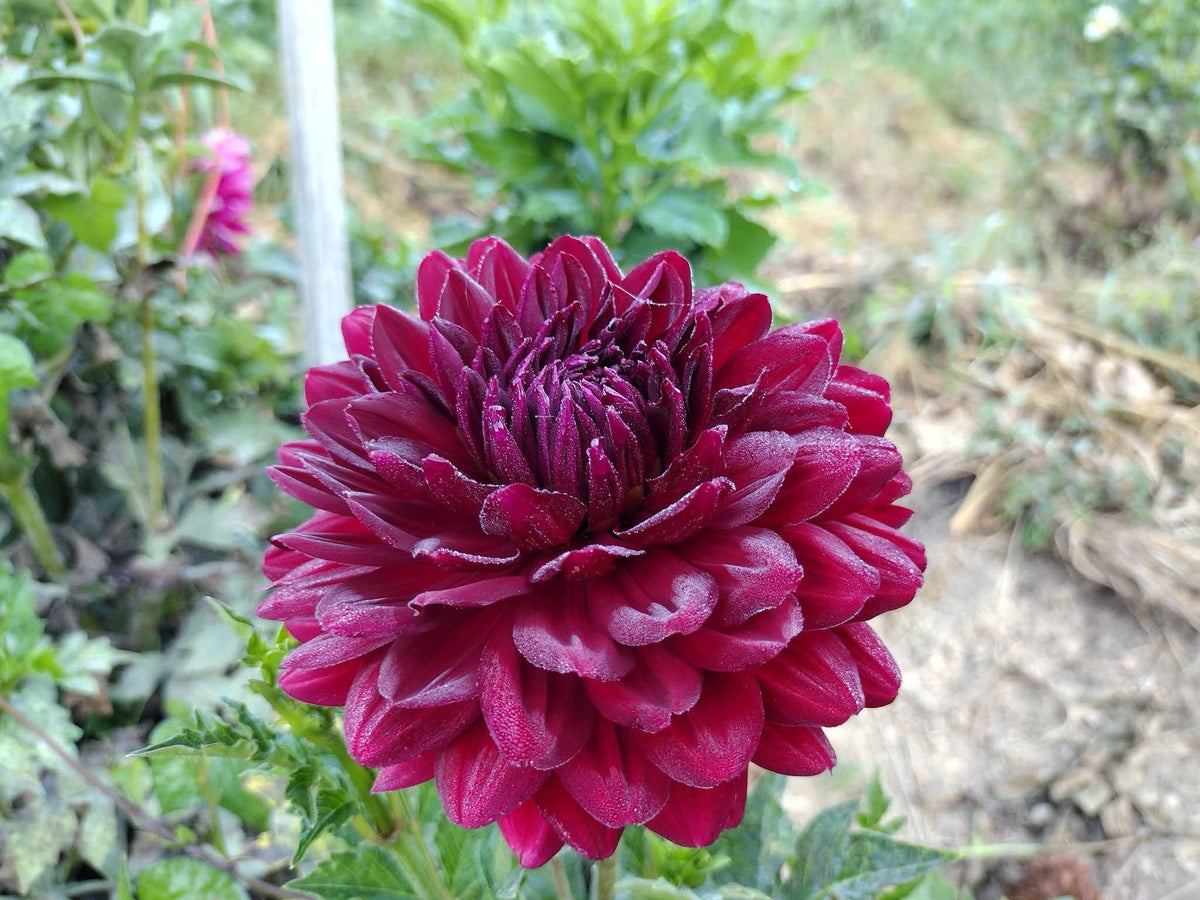 Hollyhill Court Jester (limited stock)