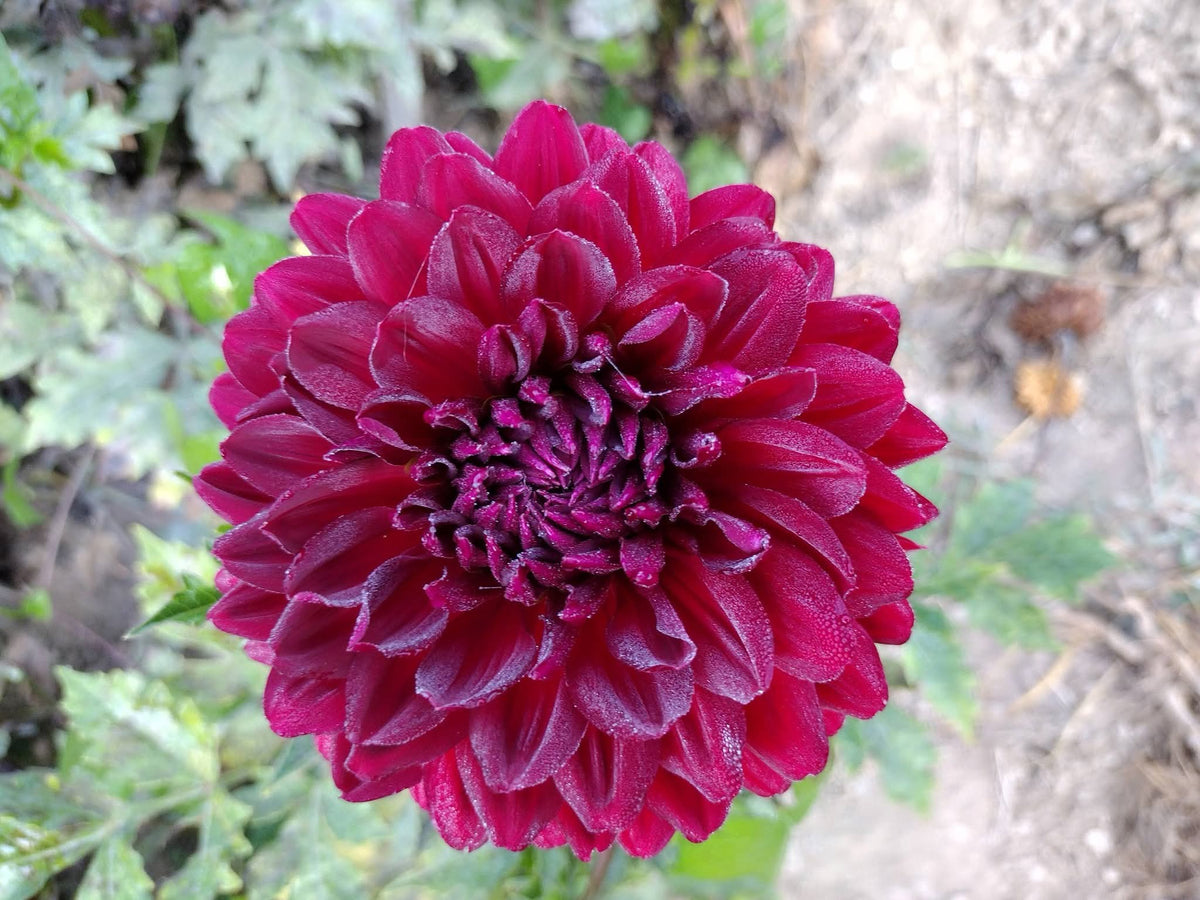 Hollyhill Court Jester (limited stock)