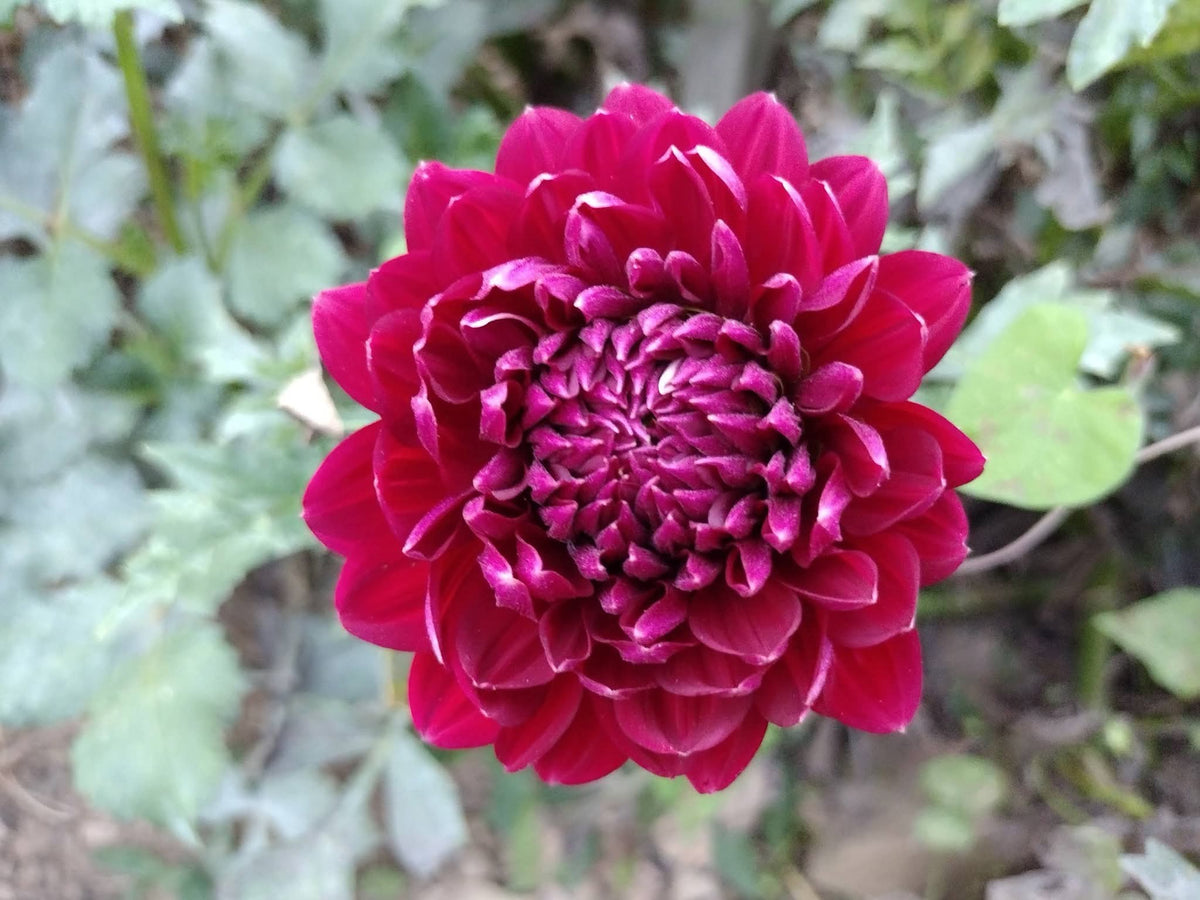 Hollyhill Court Jester (limited stock)
