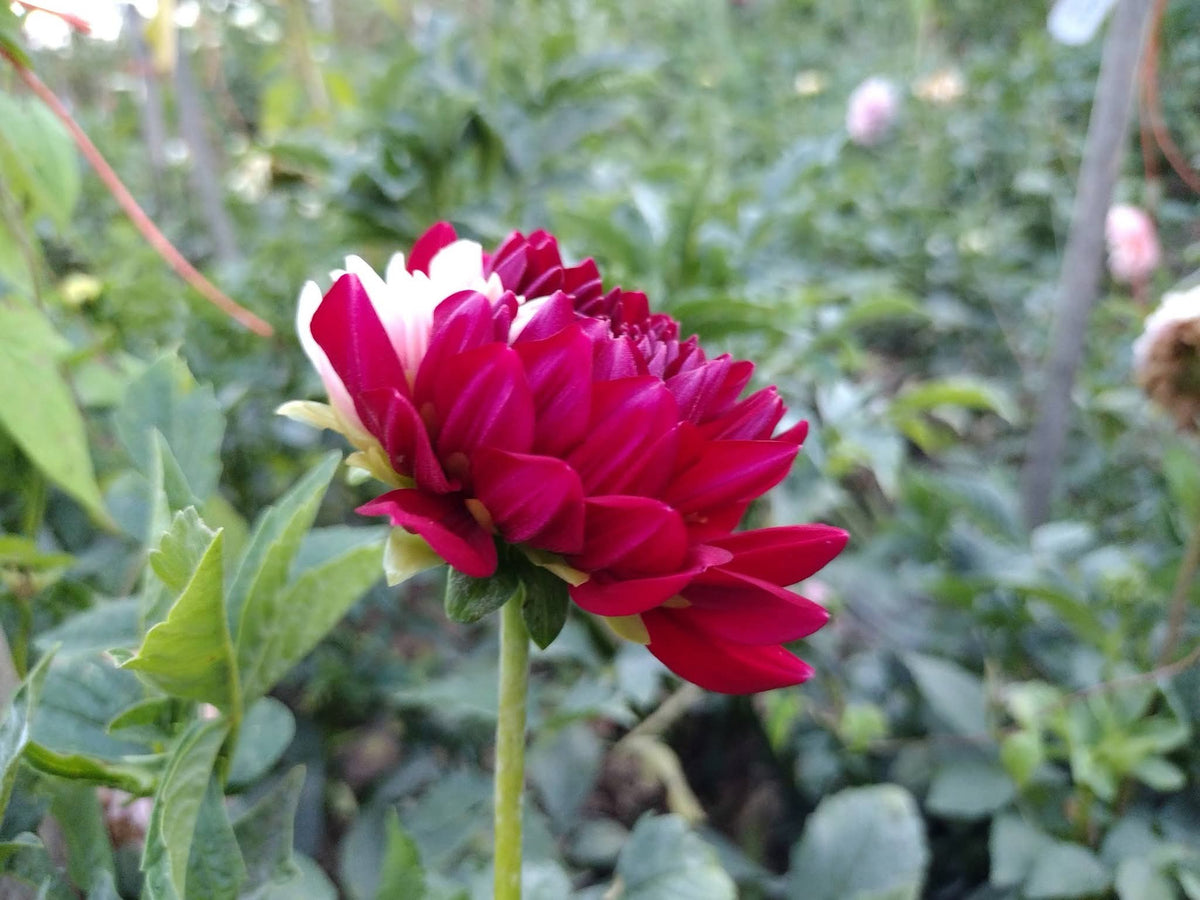 Hollyhill Court Jester (limited stock)