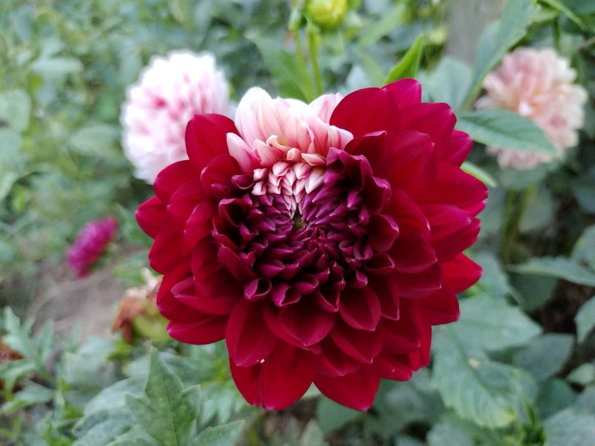Hollyhill Court Jester (limited stock)