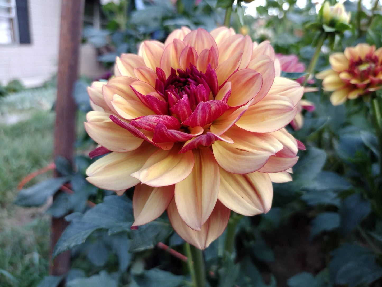 Creme De Cognac