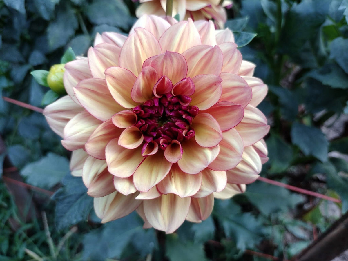 Creme De Cognac
