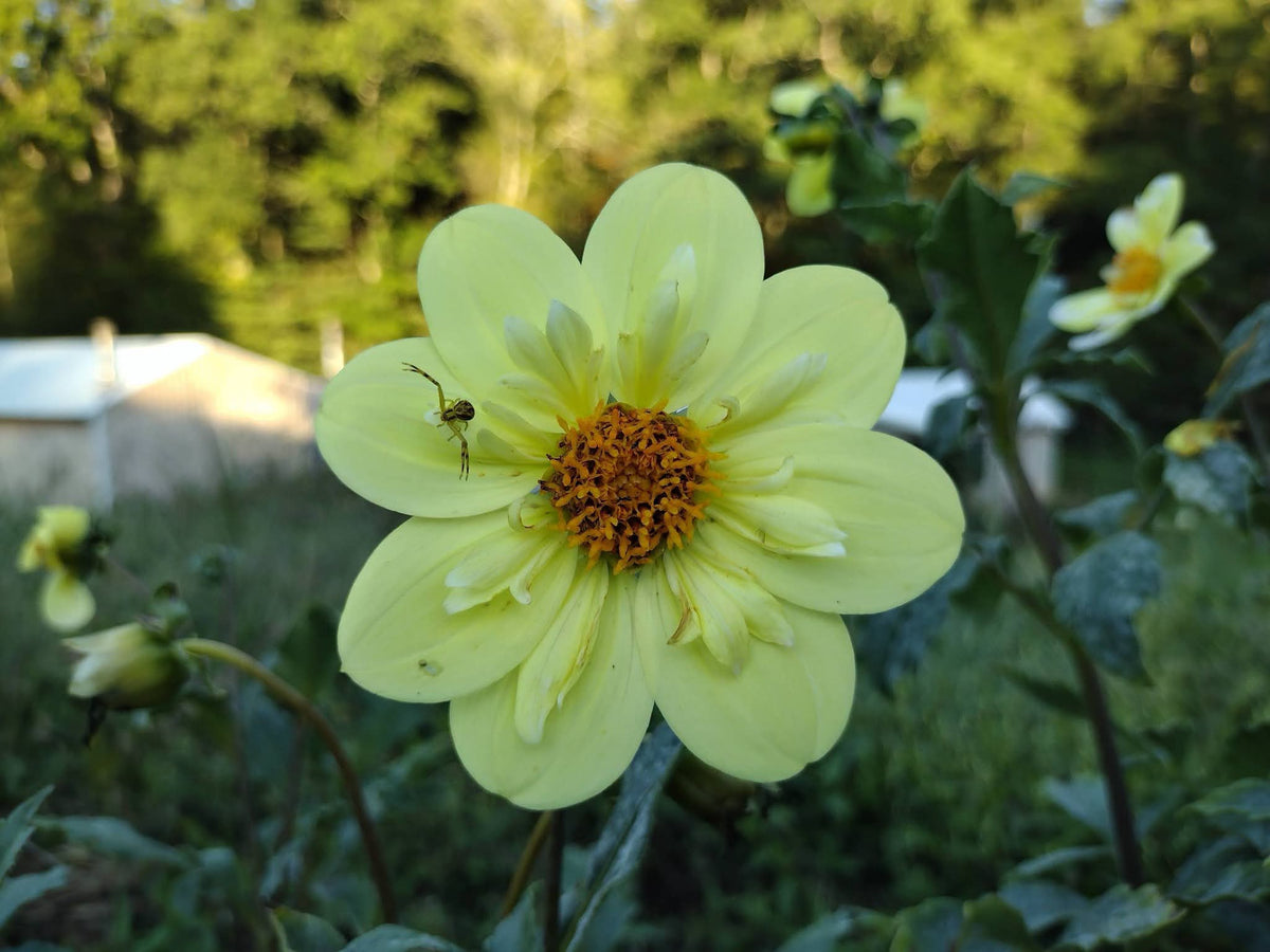 Kelsey Sunshine (limited stock)