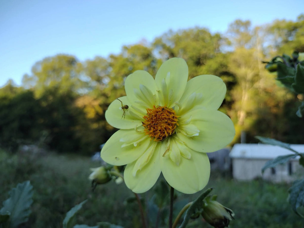 Kelsey Sunshine (limited stock)