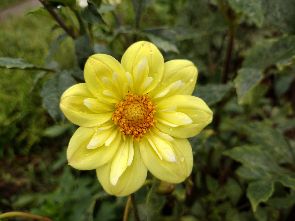 Kelsey Sunshine (limited stock)