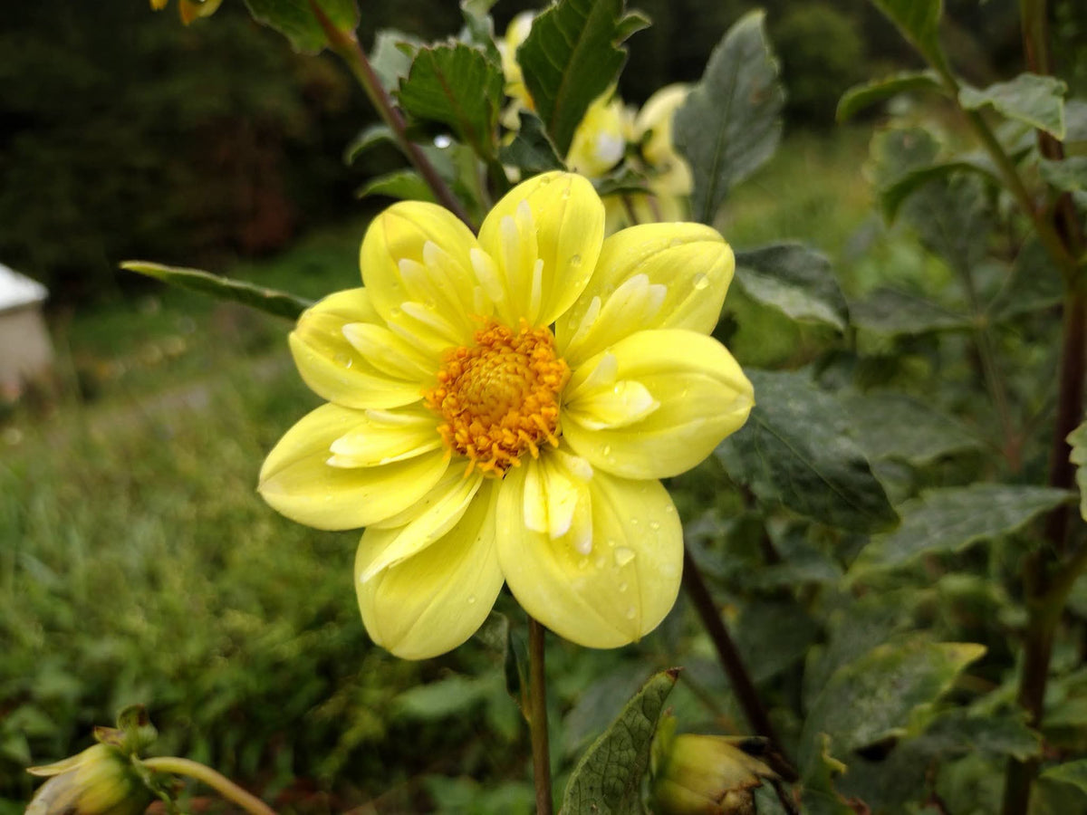 Kelsey Sunshine (limited stock)