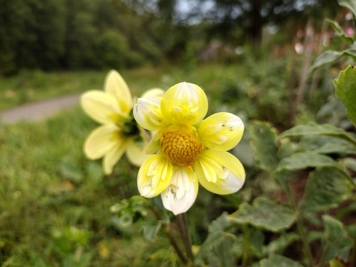 Kelsey Sunshine (limited stock)