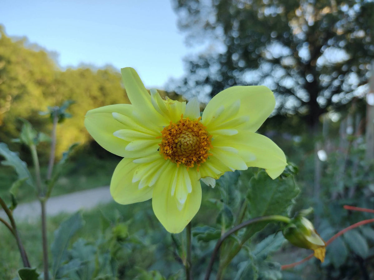 Kelsey Sunshine (limited stock)