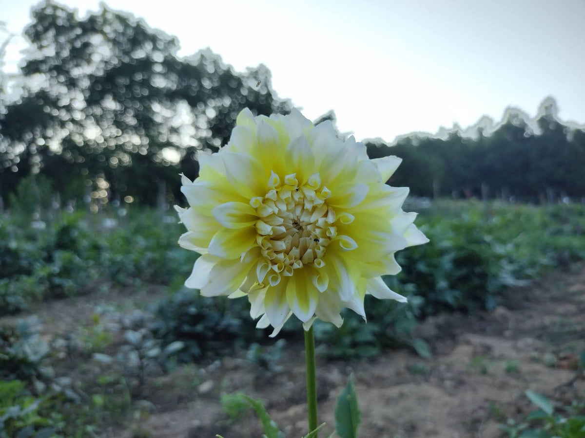 Lemon Meringue