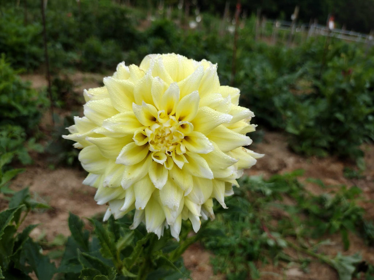 Lemon Meringue