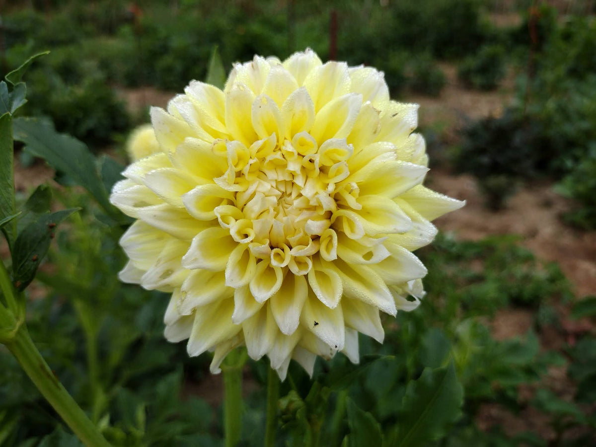 Lemon Meringue