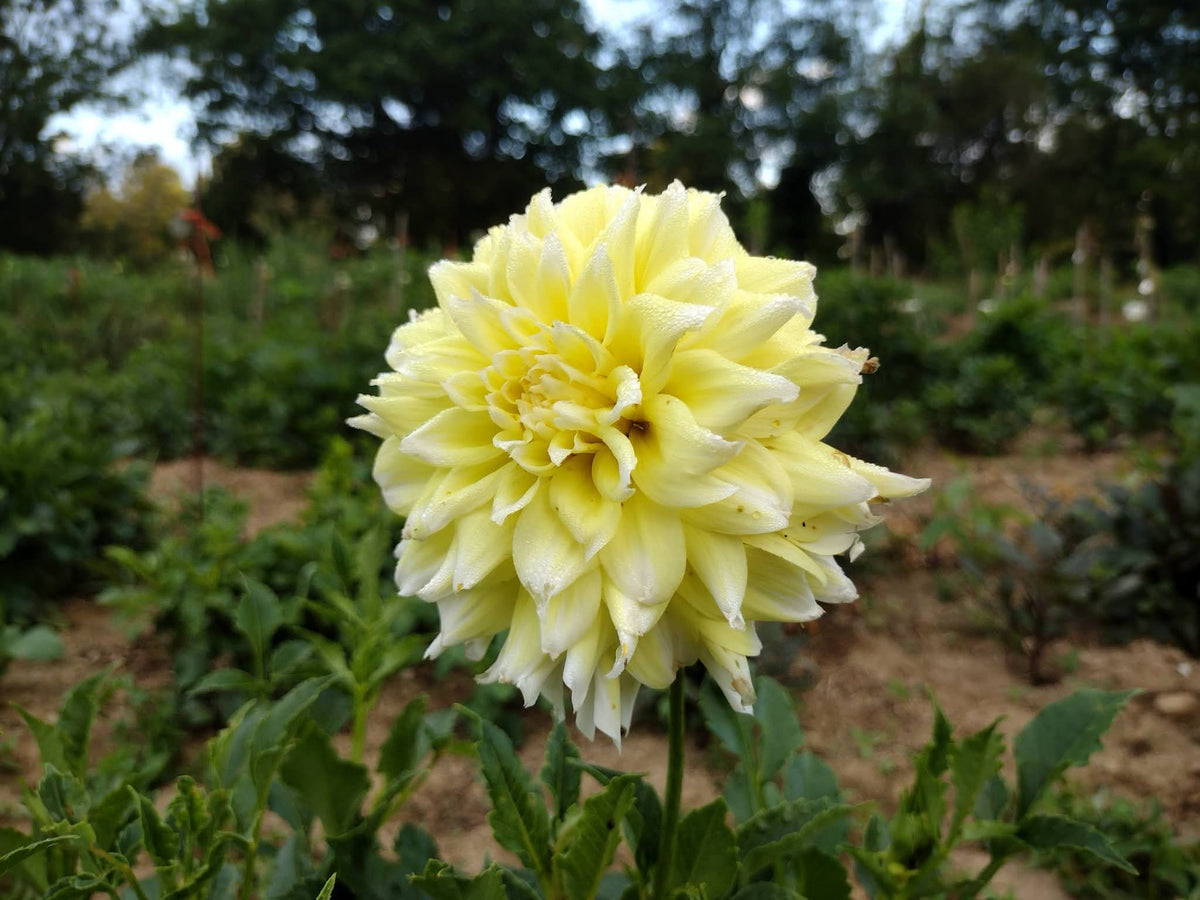 Lemon Meringue
