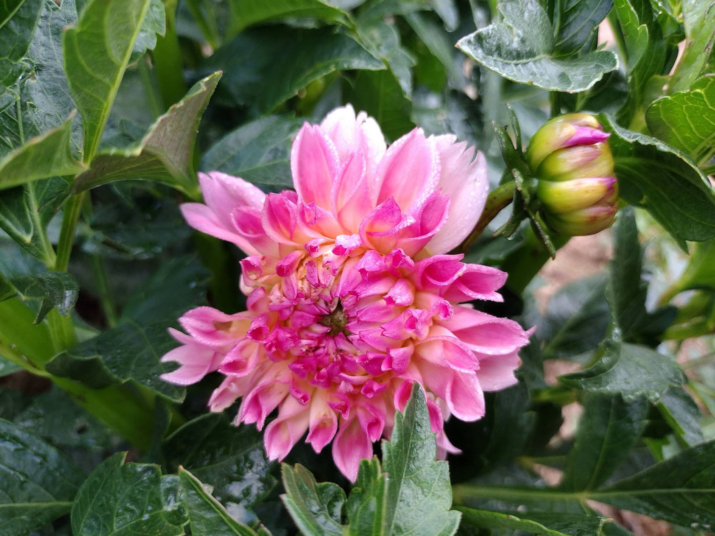 Princess Elizabeth (limited stock)