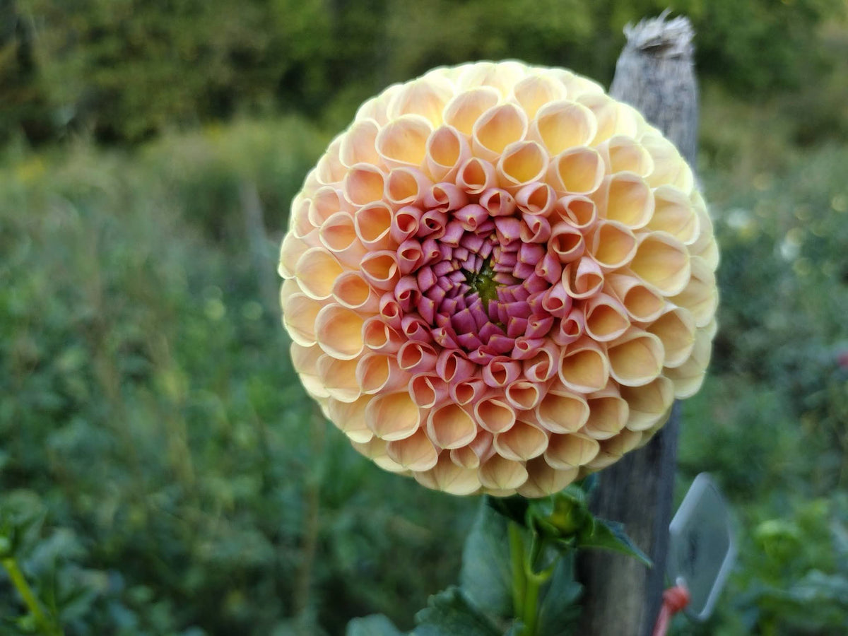 Bee Hive