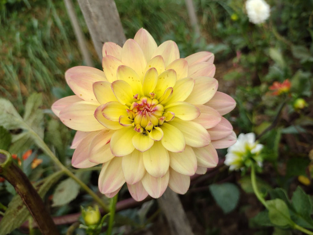 Chimacum Cathleen (limited stock)