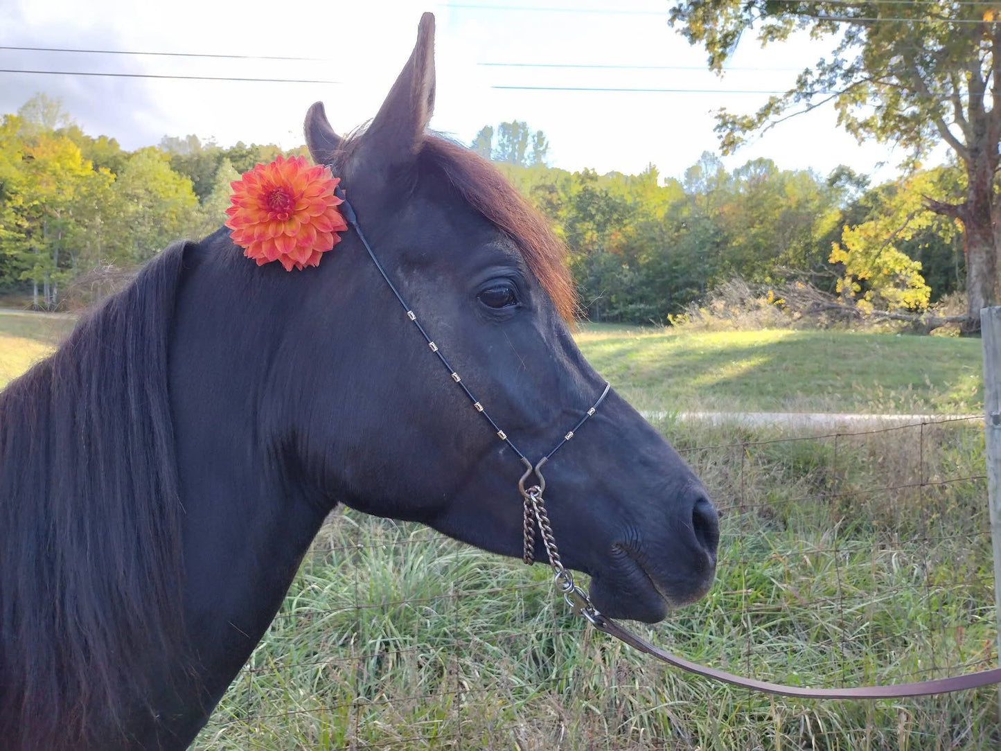 Bloomquist Autumn