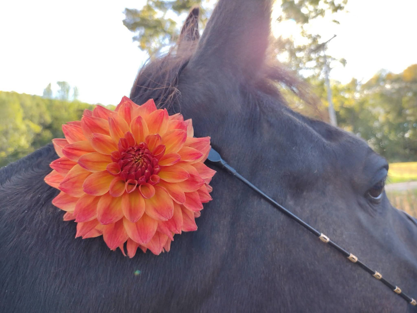 Bloomquist Autumn