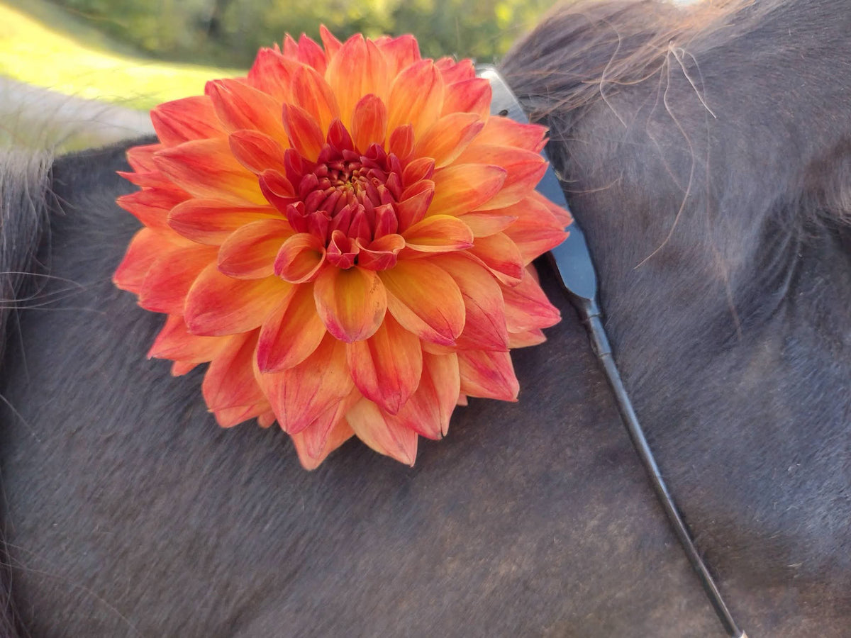 Bloomquist Autumn