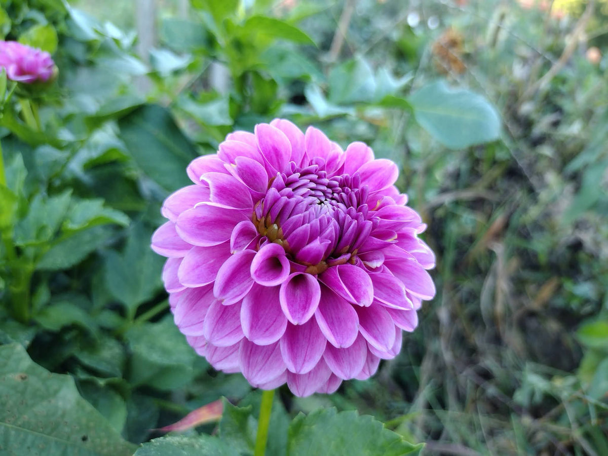 Pink Silk