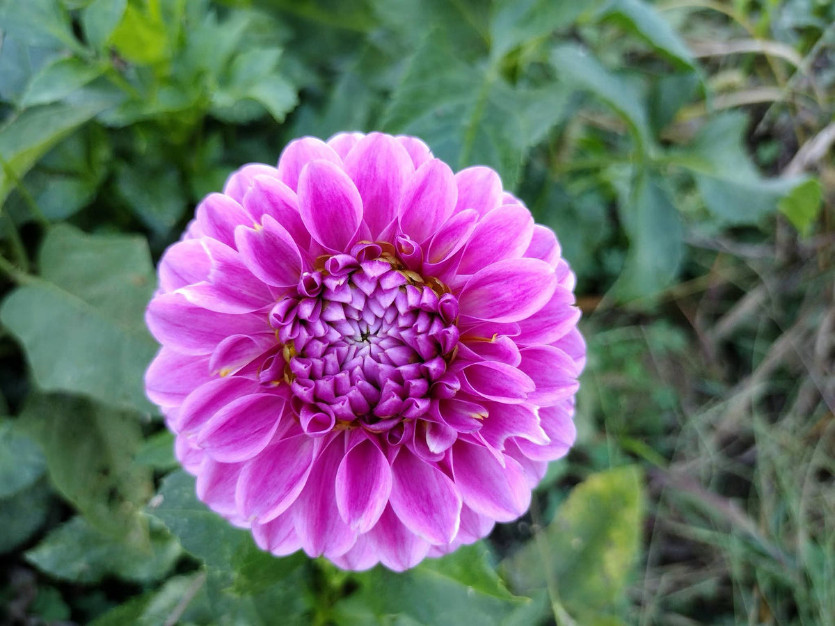 Pink Silk