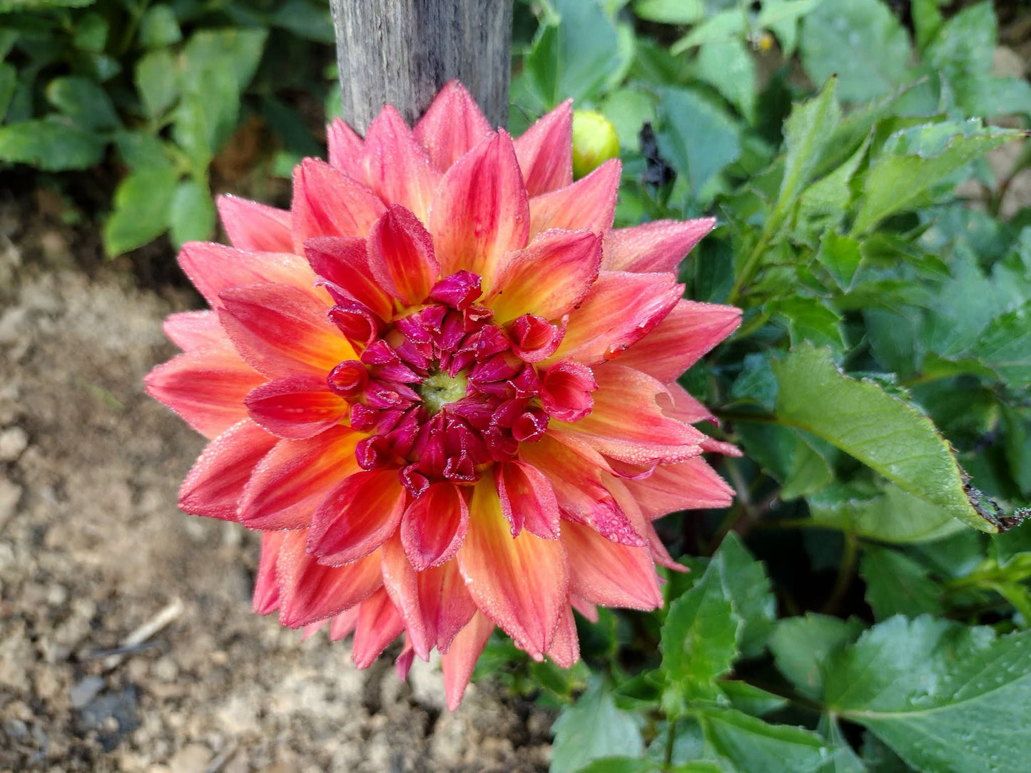 Bloomquist Autumn