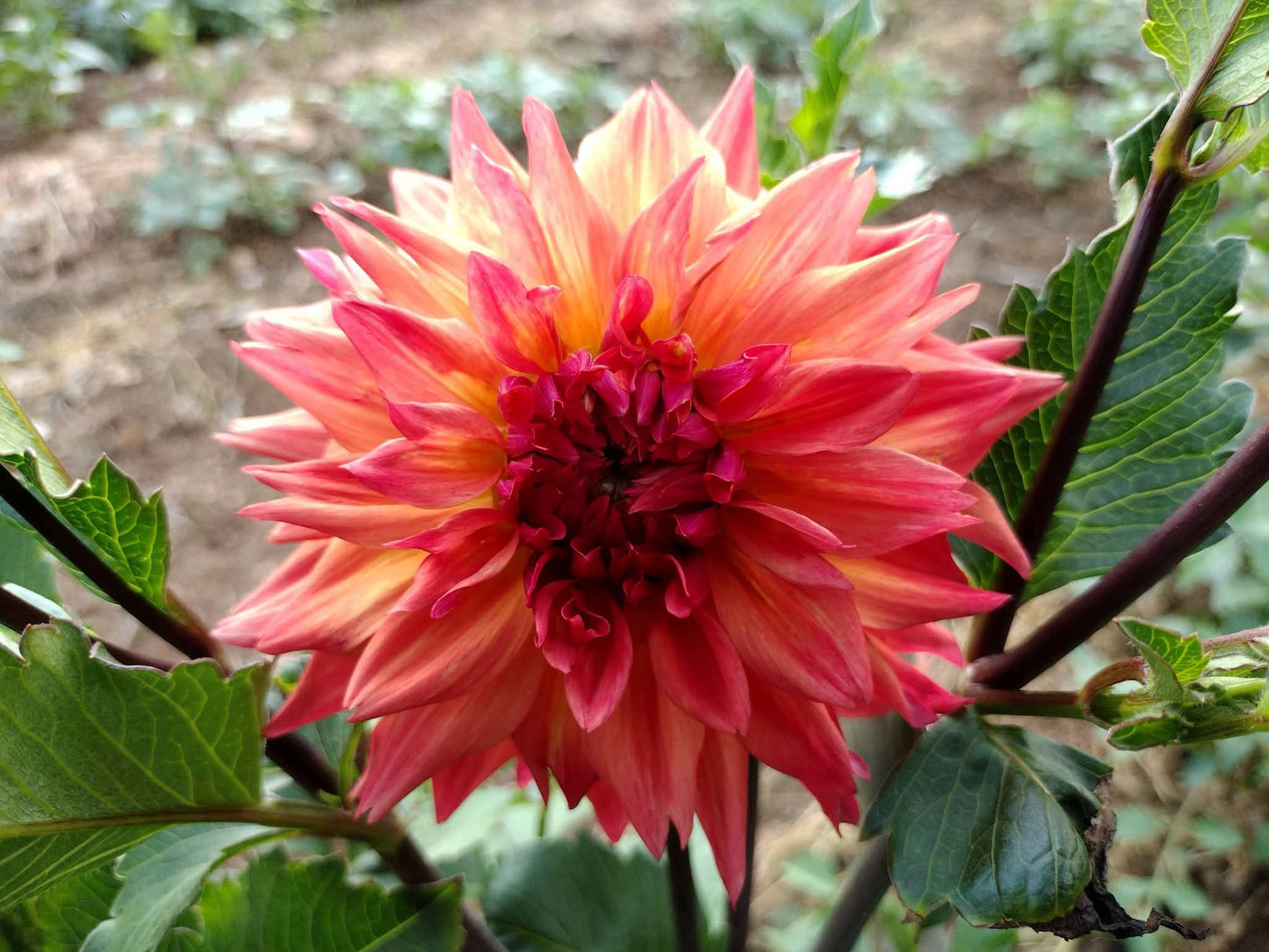 Bloomquist Autumn