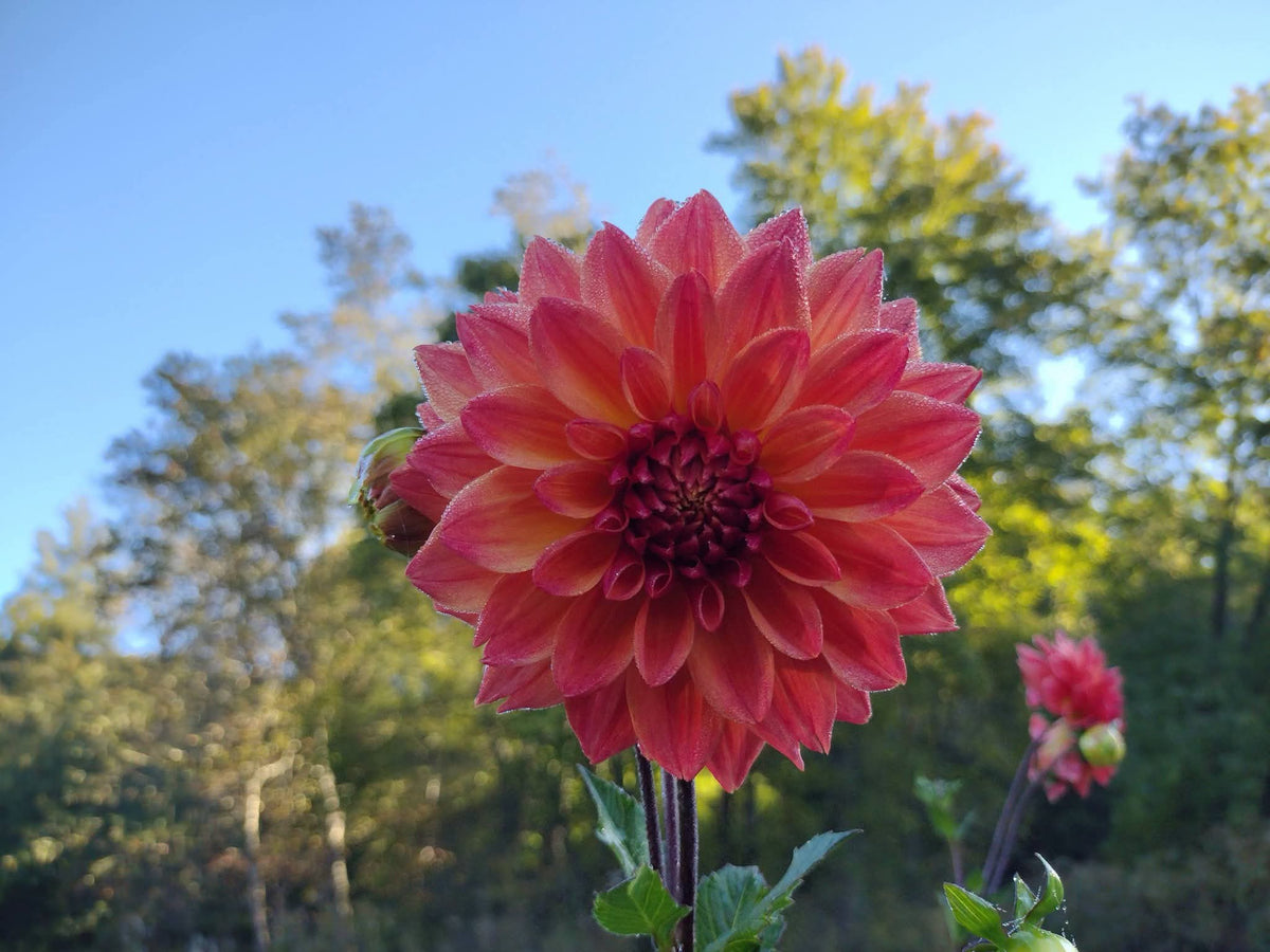 Bloomquist Autumn