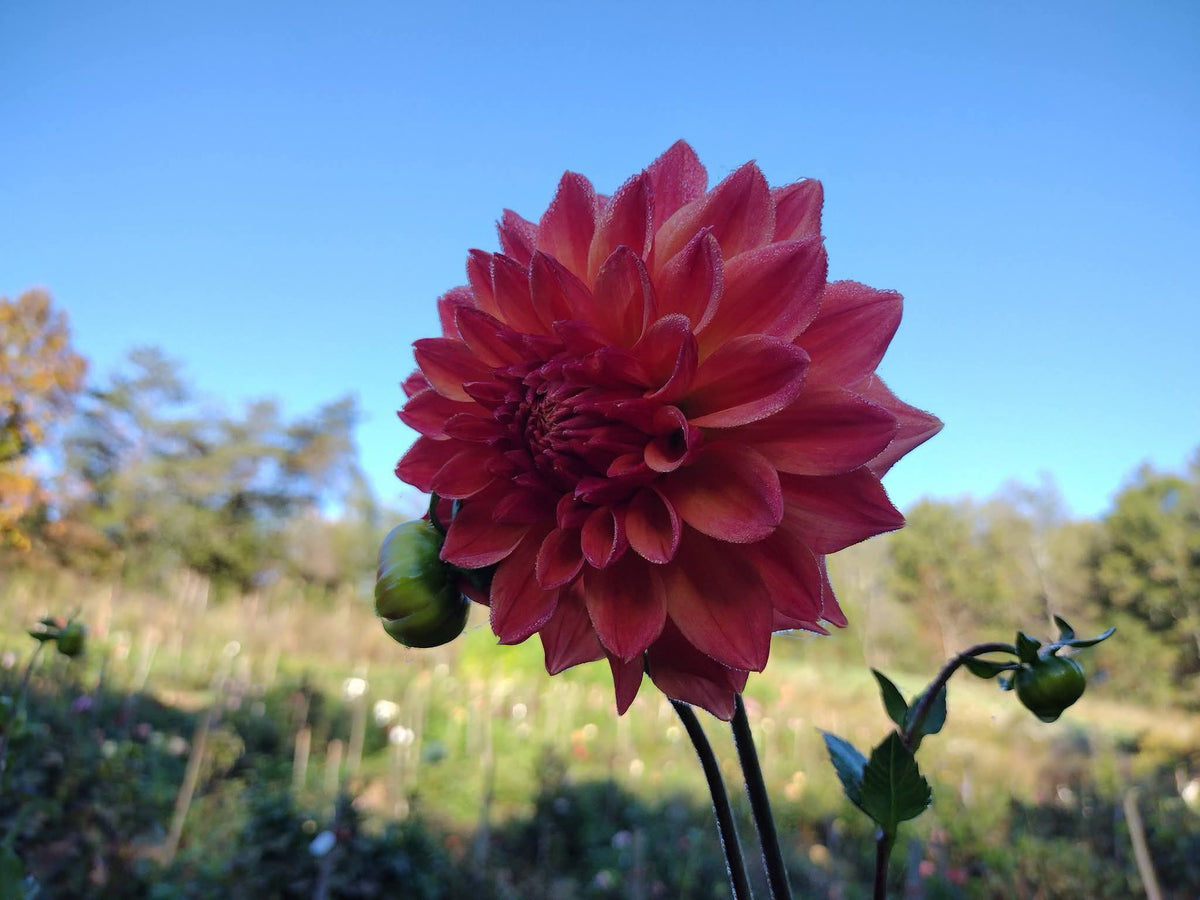 Bloomquist Autumn